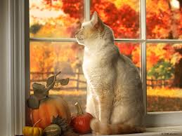 Cat sitting in a window looking out at autumn leaves