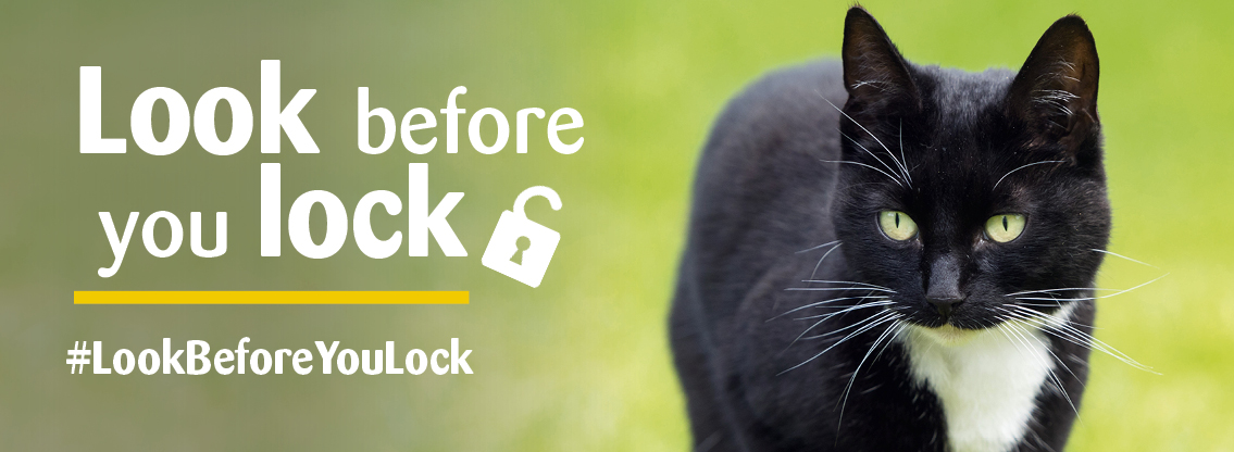 Check your shed before locking it - is there a cat in here?