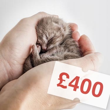 Kitten with a price tag