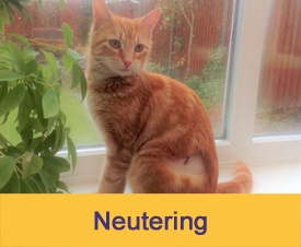 Cats Protection Branches List Cats Protection Branches List