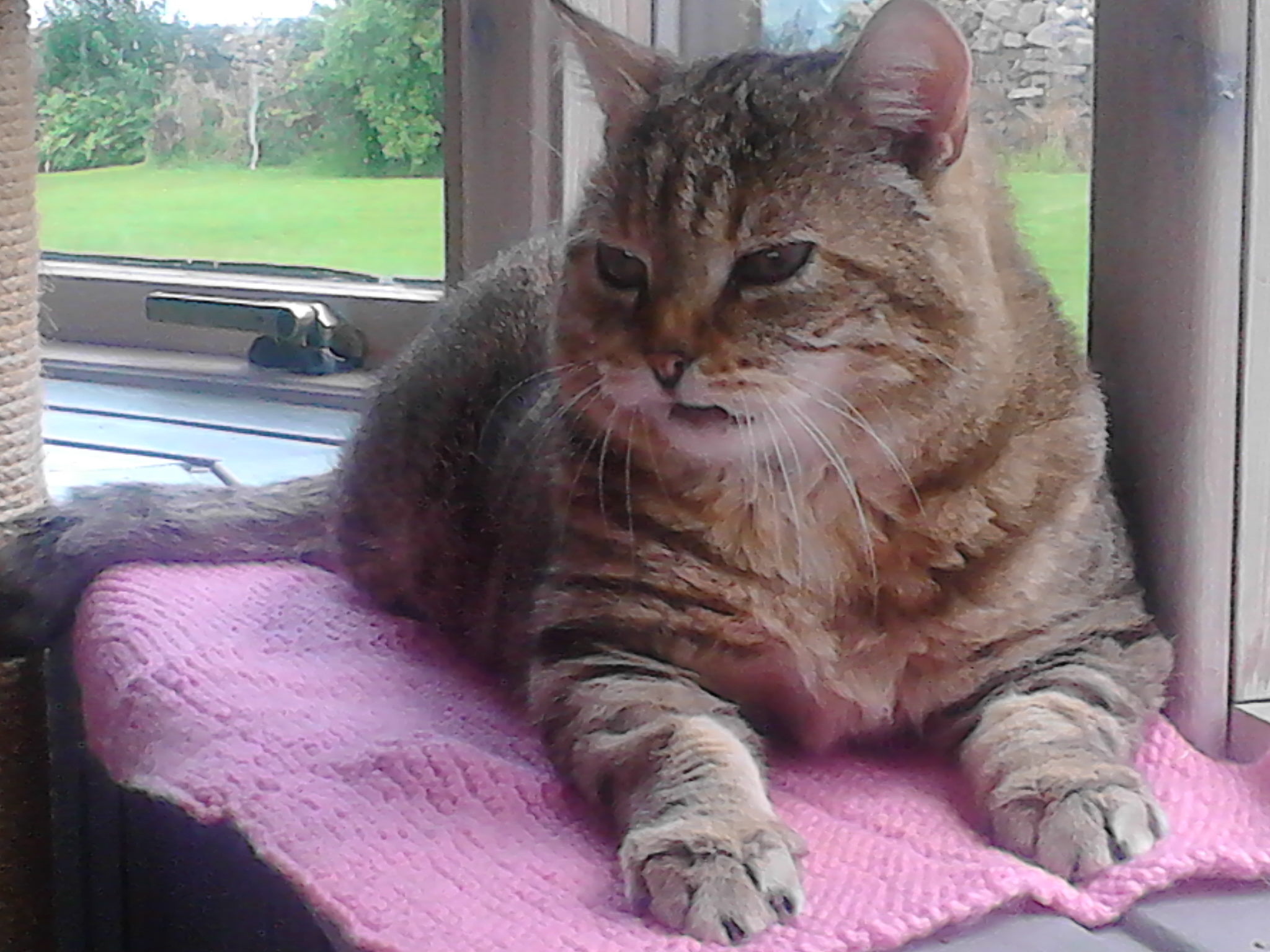George - the handsome tabby