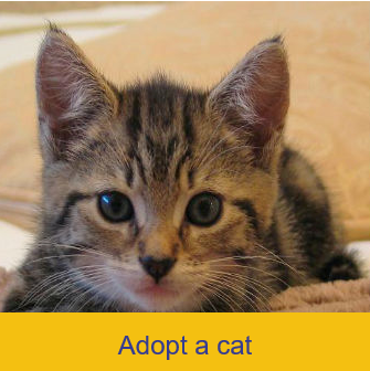 cats adoption