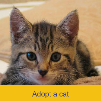 cat rehoming centres near me