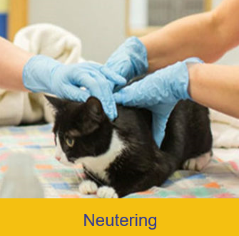Free Cat Neutering Birmingham Uk Free Cat Neutering Birmingham Uk