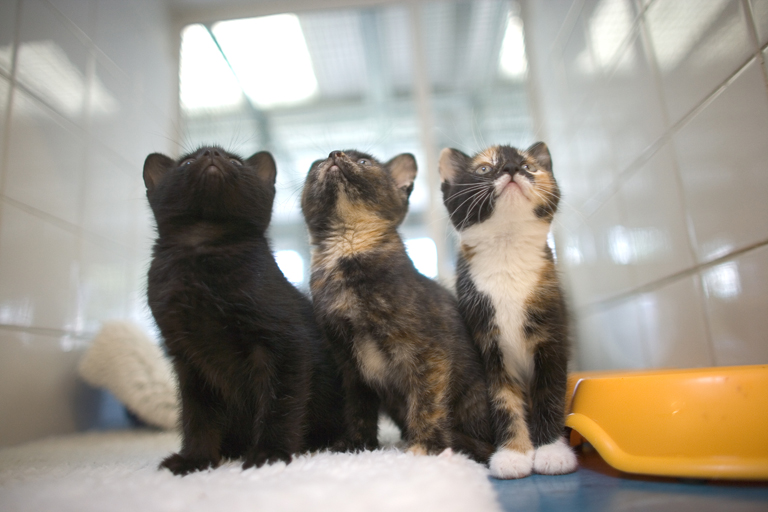 Cats protection kittens for hot sale adoption