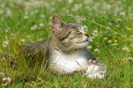 summer cat