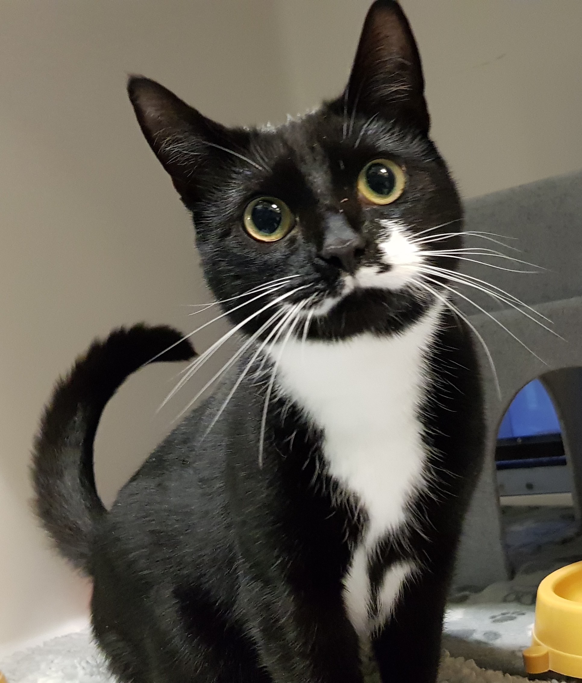 Why it will depend on how much is castration cat Why it will depend on how much is castration cat