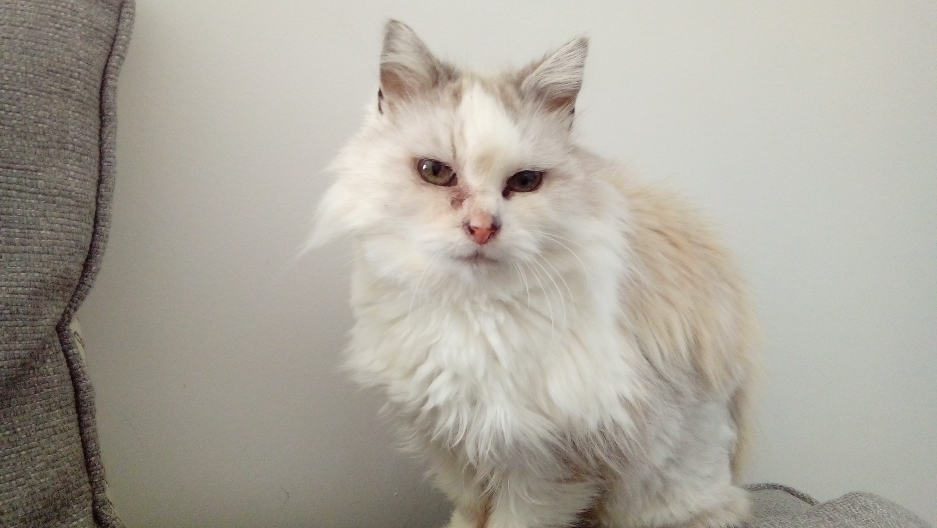 Flopsy