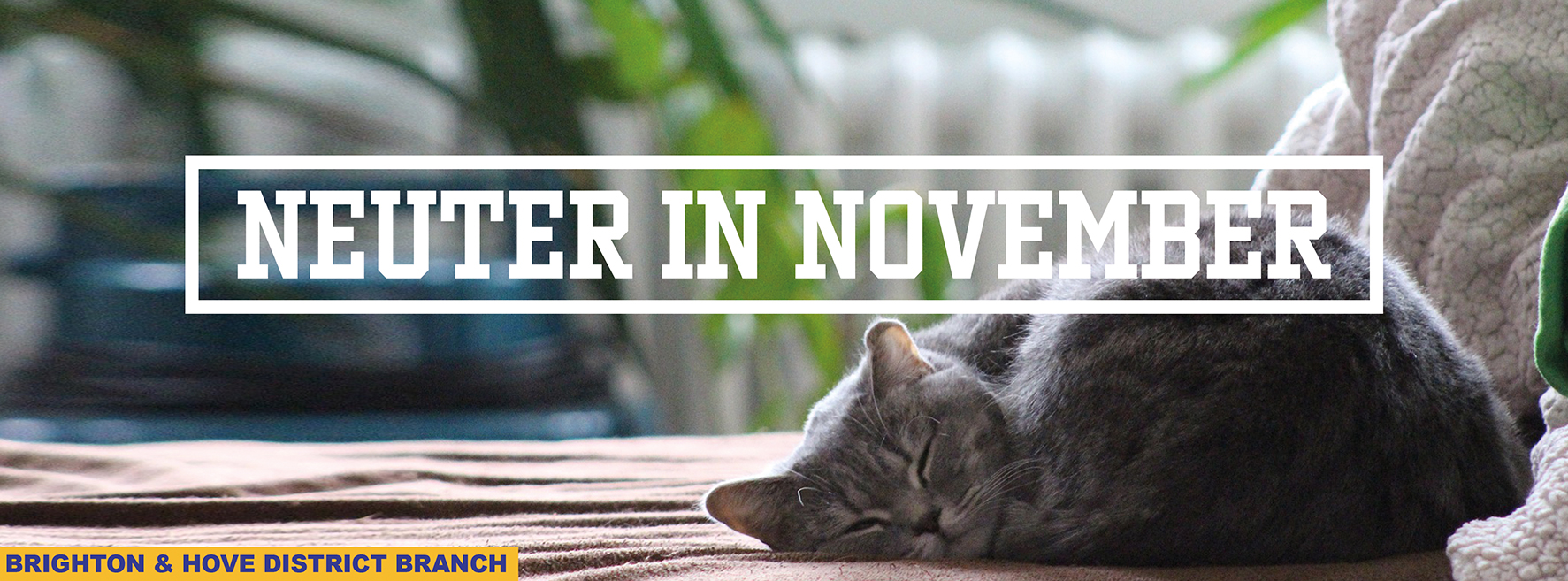 Cats Protection Brighton & District