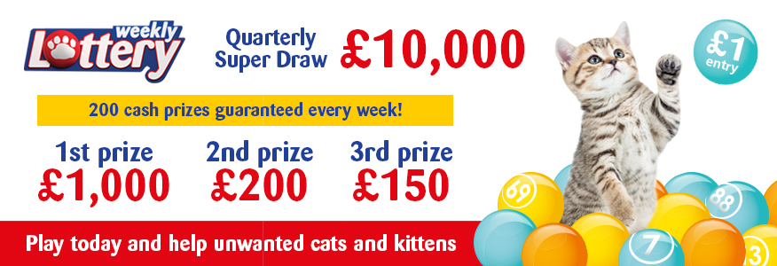 Cat Lottery