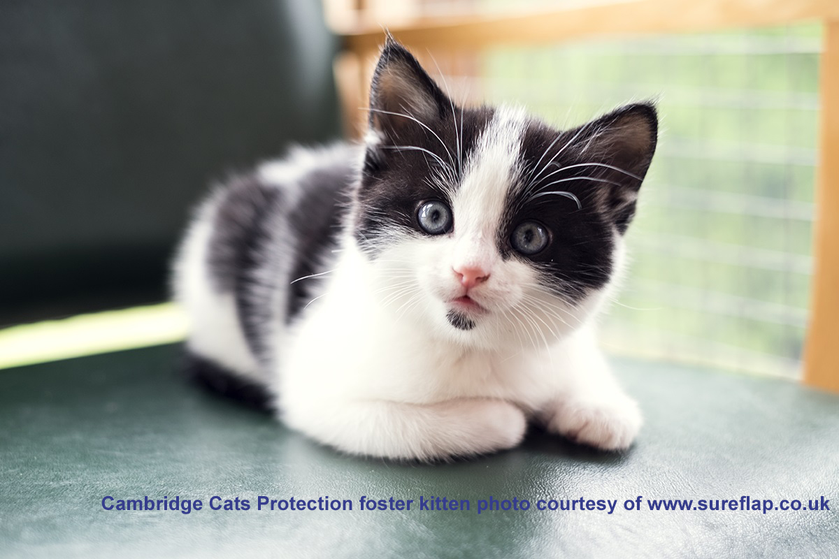 to Cats Protection