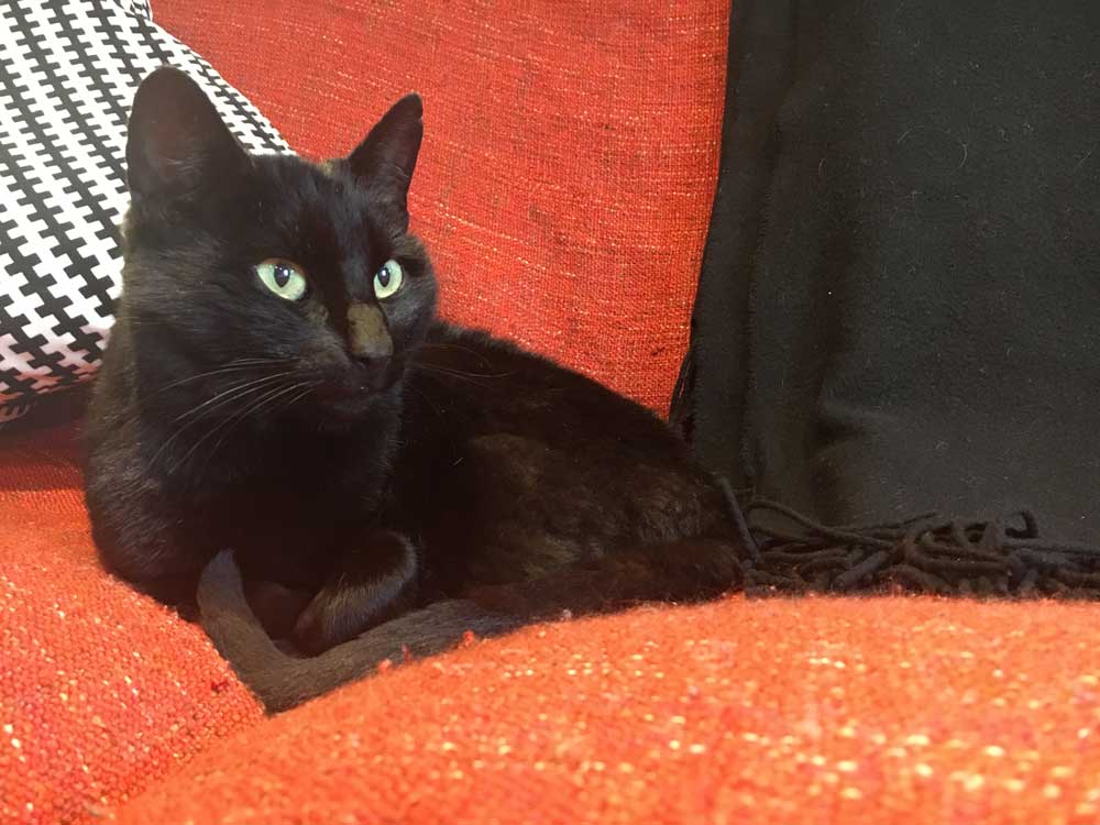 Lady is reunited and back home