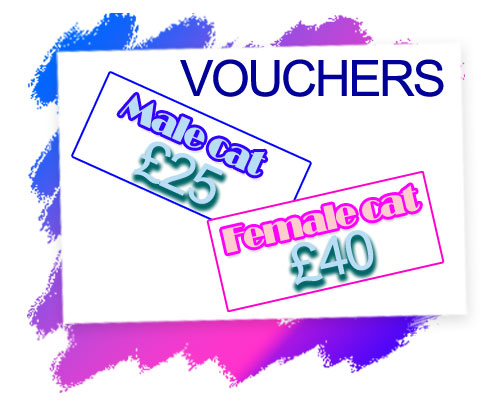 free neutering vouchers vouchers for neutering cats free neutering vouchers vouchers for neutering cats