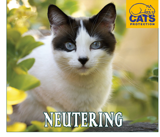 neutering-cats protection