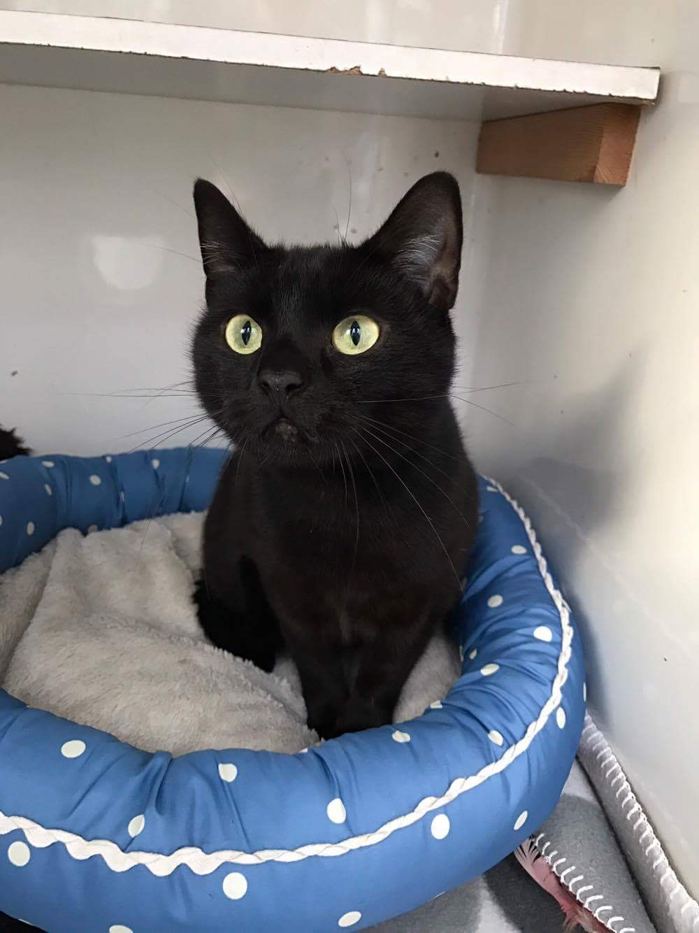 Cats protection never puts any healthy cat in its care to sleep