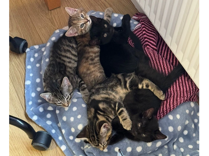 Five Star Kittens