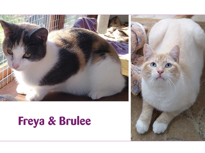 Freya & Brulee