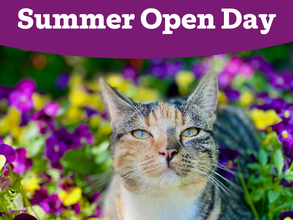 Summer Open Day