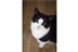 Cat Homing Show in Rayleigh Cat Homing Show in Rayleigh