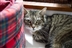 Cat Homing Show in Benfleet Cat Homing Show in Benfleet
