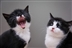 World Cat Day World Cat Day