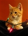 Cats Protection Christmas Fair Cats Protection Christmas Fair