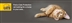 Rehoming Day NOVEMBER Rehoming Day NOVEMBER