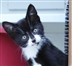 Cat Homing Event Cat Homing Event