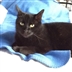 Cat Homing Show in Hockley Cat Homing Show in Hockley