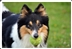 Bark In The Park Bark In The Park