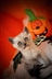 Hallowe Hallowe