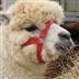 Ellingham & Ringwood Agricultural Show Ellingham & Ringwood Agricultural Show
