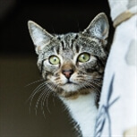 Peeking tabby cat Peeking tabby cat
