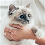 Tabby cat Tabby cat