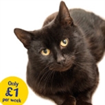 Lottery cat Lottery cat
