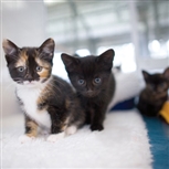 Three kittens Three kittens