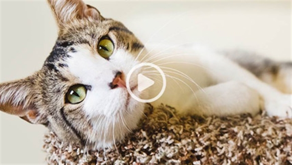 Watch Cats And Dogs Online Free Watch Cats And Dogs Online Free