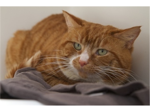 Haverhill Cats Protection Facebook Haverhill Cats Protection Facebook