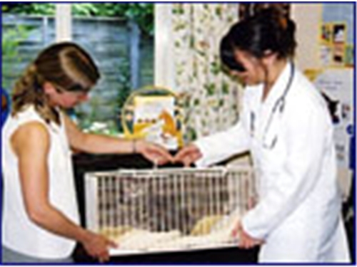 Free Cat Neutering Vouchers Wales Free Cat Neutering Vouchers Wales
