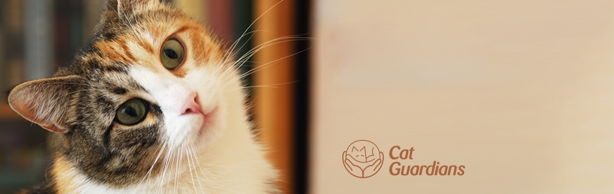 Are you a cat owner? Should something happen to you, our Cat Guardians service offers peace of mind
