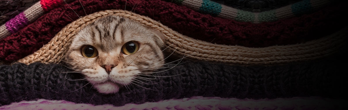 Knit one, purr one! The show is on the road for 2017! Come and visit us at the Spring Knitting & Stitching Show