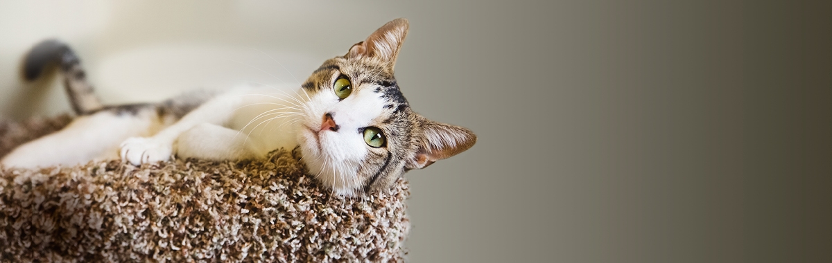 We are going live! Webcam footage from our National Cat Adoption Centre