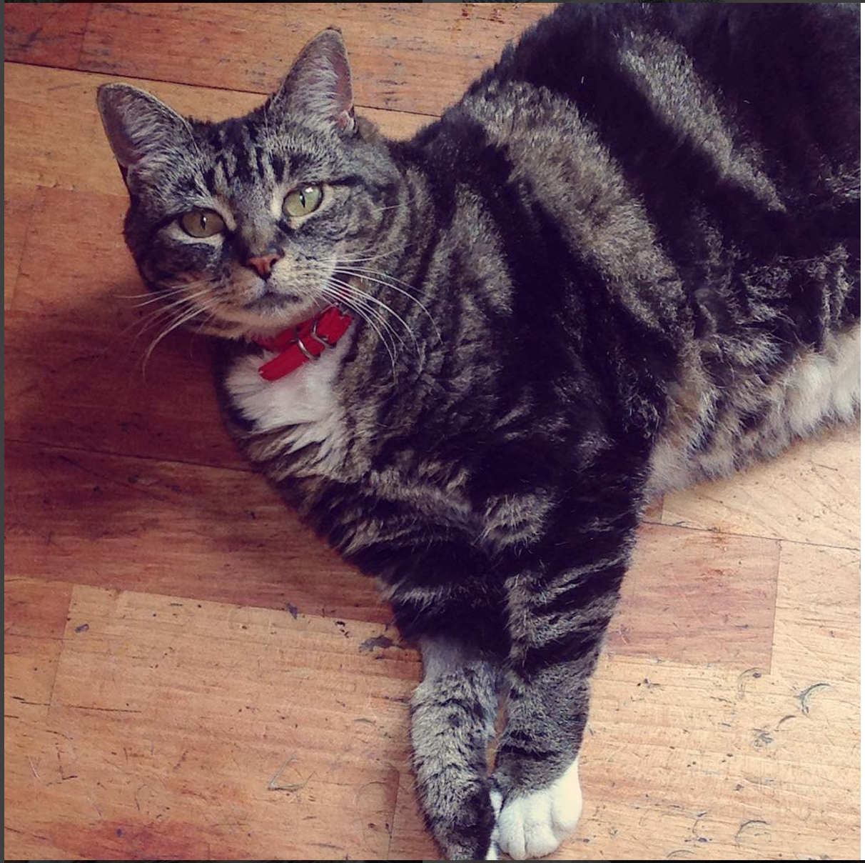 Got Cat From Cats Protection But Need To Return It Got Cat From Cats Protection But Need To Return It