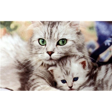 **KITTEN FOSTERERS URGENTLY REQUIRED** **KITTEN FOSTERERS URGENTLY REQUIRED**