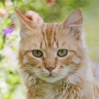 Feline Friendly Gardening Feline Friendly Gardening