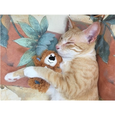 Fudge Finds a Home Fudge Finds a Home