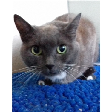 Frankie is a diabetic cat in need of a home Frankie is a diabetic cat in need of a home