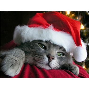 **COGGESHALL CHRISTMAS FAYRE 10/12/16** **COGGESHALL CHRISTMAS FAYRE 10/12/16**