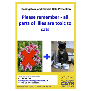 Keeping your Kitties safe! Keeping your Kitties safe!