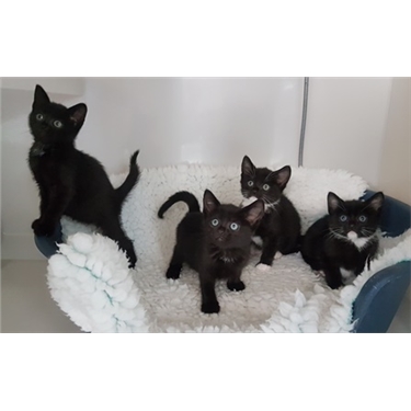 Looking for a home Looking for a home